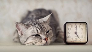 cat looking at clock